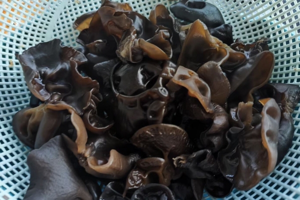黑木耳是什么类植物