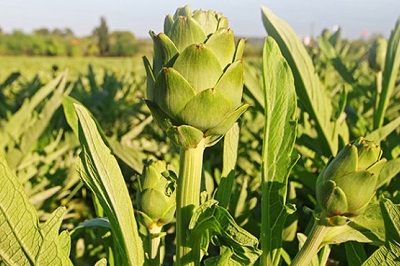 奶蓟草