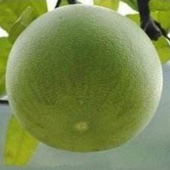 瘦瘦果