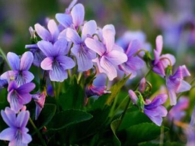 紫花地丁