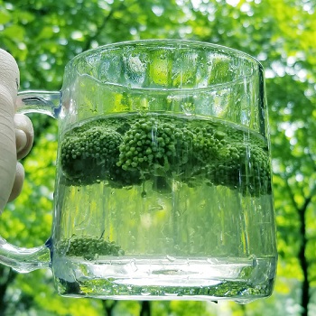 田七花茶