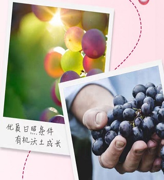 莱特维健蓝莓健眼素