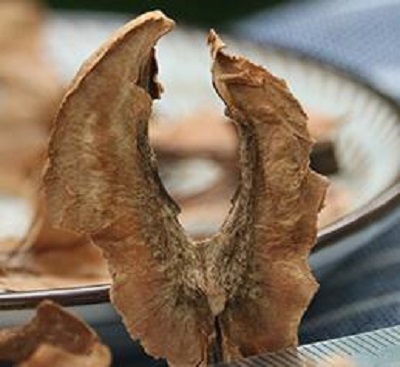 核桃分心木