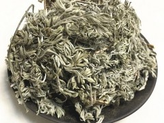 茵陈