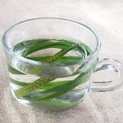 肾经草