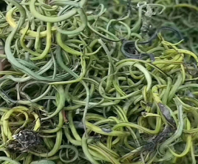 肾精草