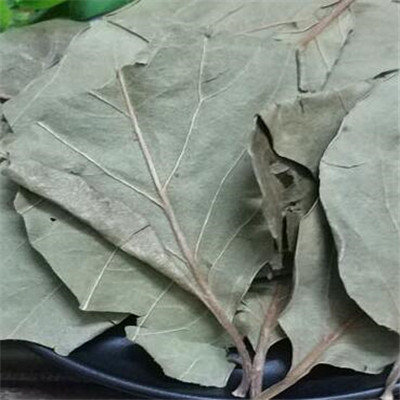 柿叶茶