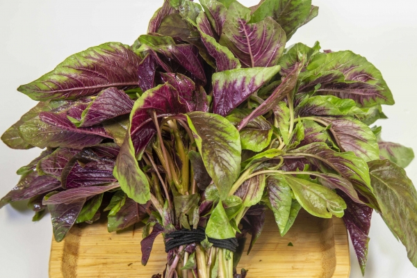 苋菜的功效与作用、禁忌和食用方法