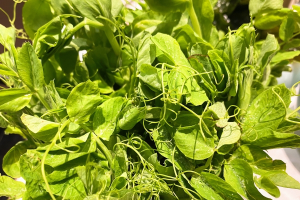 豌豆尖是发物吗