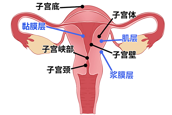 子宫怎么保养好