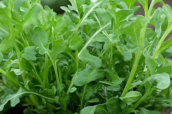 荠菜饺子做法