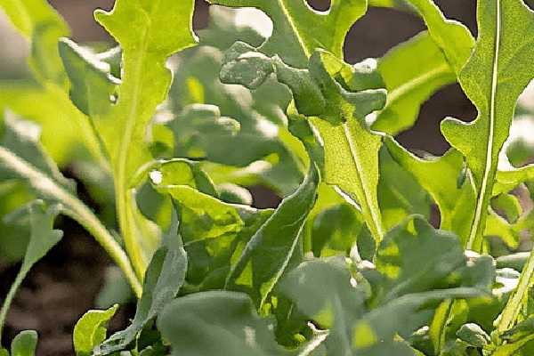 吃荠菜的禁忌