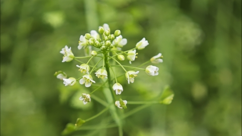 荠菜怎么吃有营养