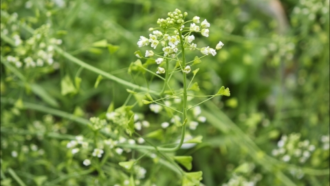 荠菜老了还能吃吗