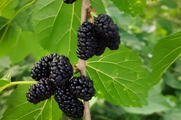 桑葚是什么季节的水果