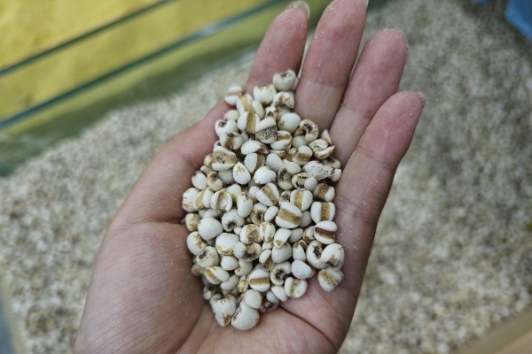 小满是什么意思
