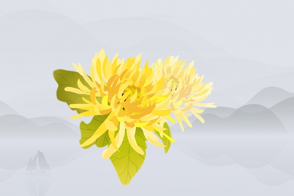 菊花是热性还是凉性