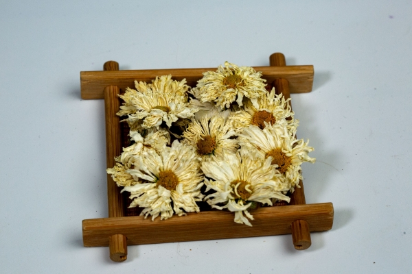 菊花是热性还是凉性