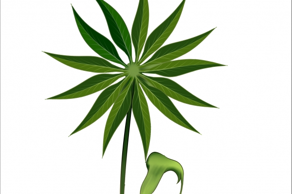 天南星是魔芋吗