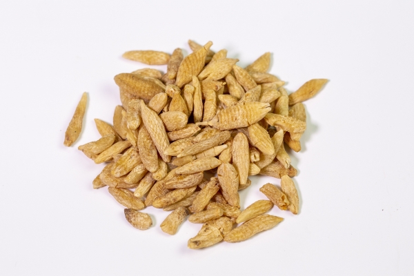 麦冬可以煲汤吗