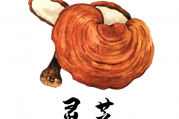 孢子粉怎么泡水喝