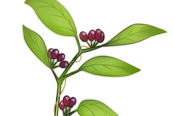 五指毛桃土茯苓汤的功效与作用有哪些