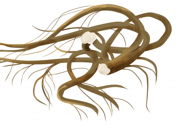 五指毛桃煲汤配什么