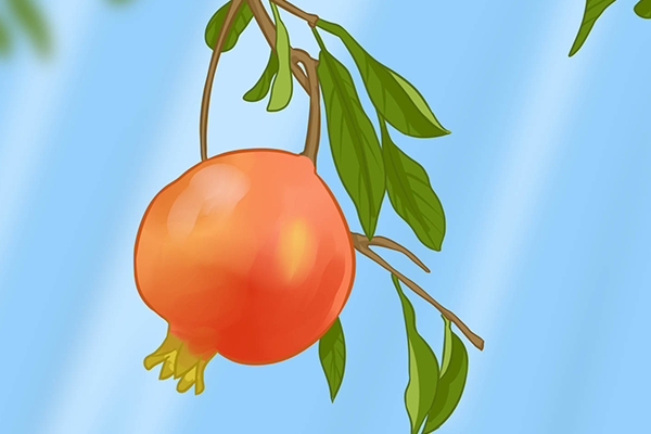 番石榴和石榴是一个品种吗