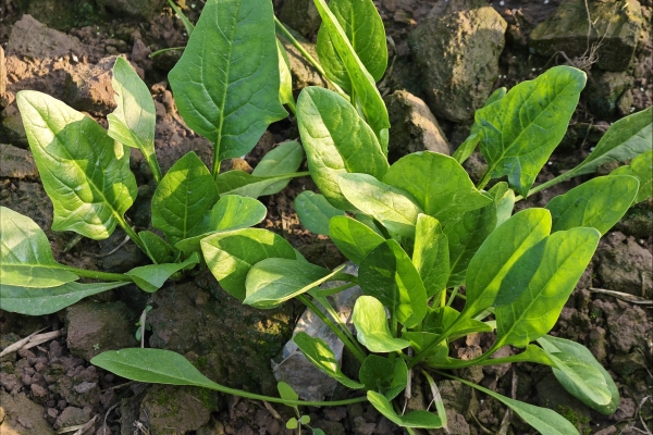 哪些食物维生素A含量高