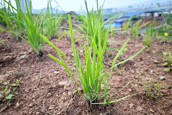 韭菜煮汤好还是炒菜好