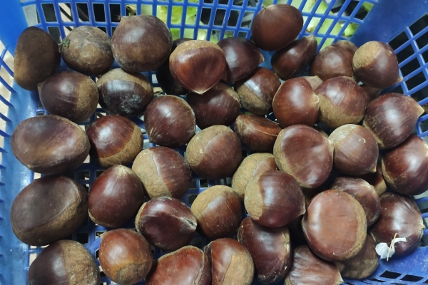 栗子吃多了会胀气吗